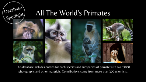 Six images of different primates highlighting All The World's Primates database.
